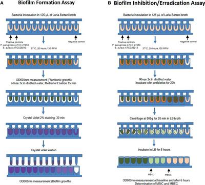 Biofilm and Planktonic Antibiotic Resistance in Patients With Acute Exacerbation of Chronic Rhinosinusitis